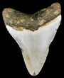 Bargain, Megalodon Tooth - North Carolina #54757-2